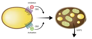 Pep19 method of action